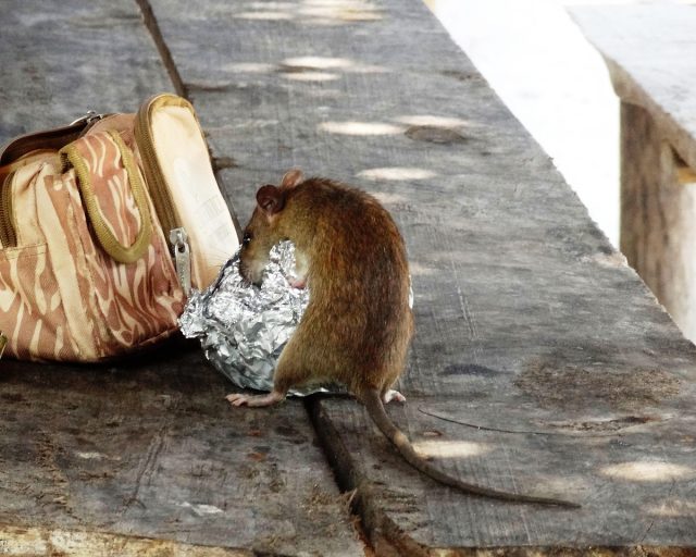 Jesienna deratyzacja w Żorach. Właściciele nieruchomości muszą działać