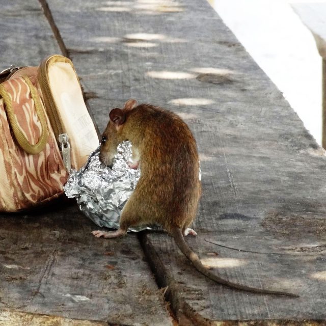 Jesienna deratyzacja w Żorach. Właściciele nieruchomości muszą działać