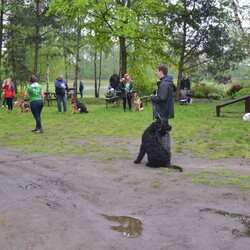 I zlot miłośników psów