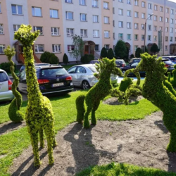 Na osiedlu Pawlikowskiego powstał niezwykły ogród