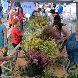 Festiwal Górnej Odry