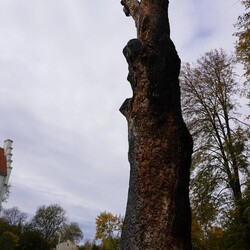 Światowy Dzień Drzewa