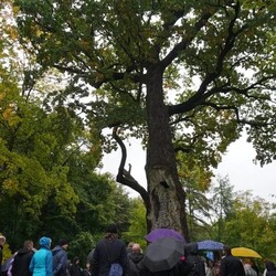 Dzień Drzewa w Żorach