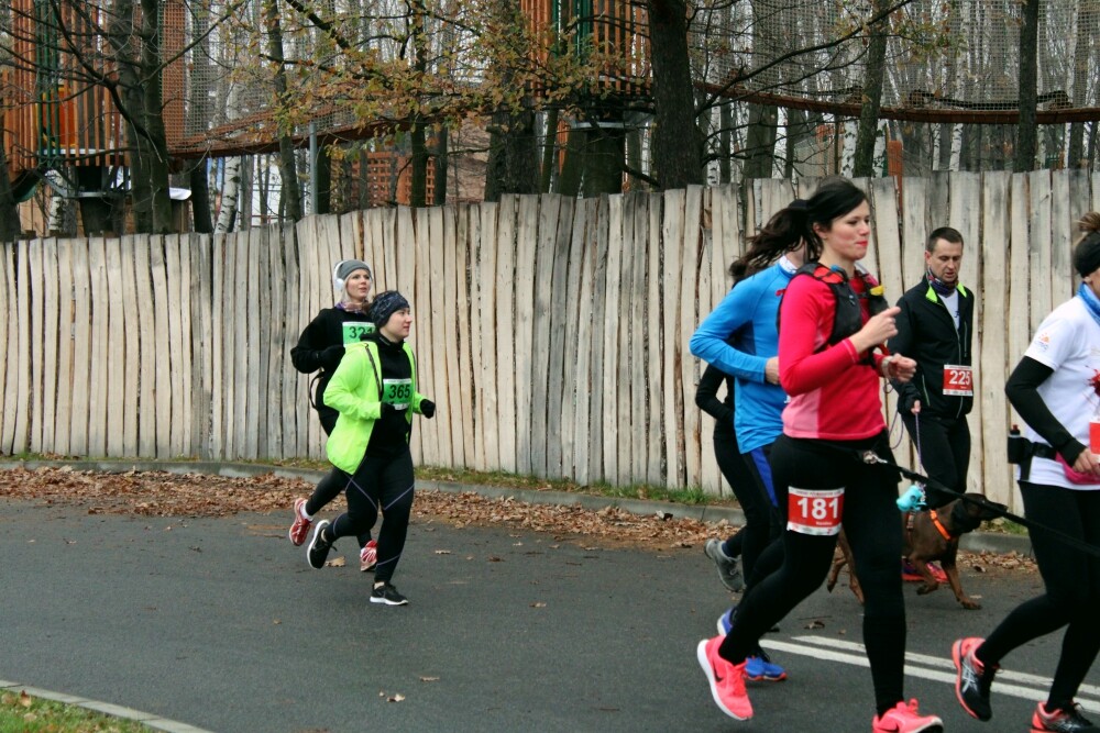 W niedzielę odbył się już po raz trzeci Półmaraton Leśny. Zobaczcie naszą fotorelację!