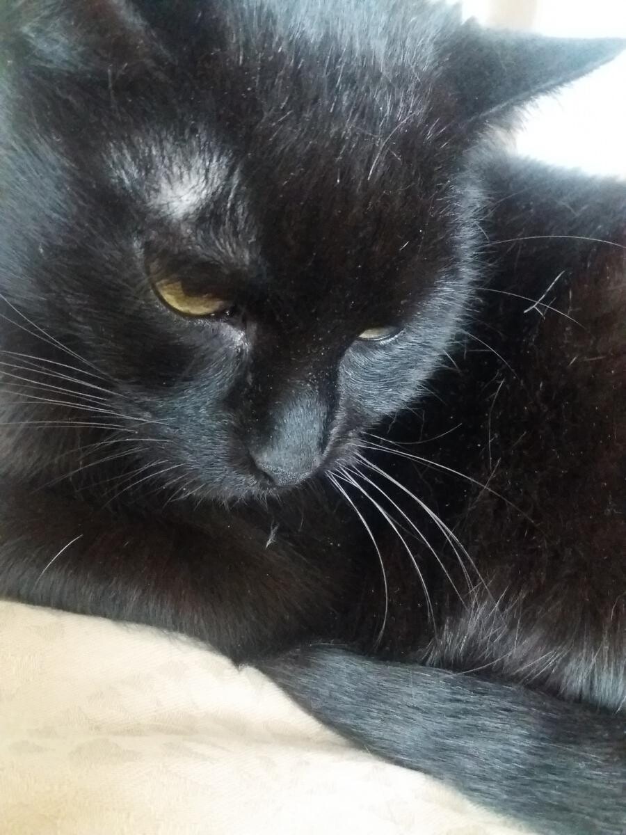 Moja kotka ma  na imie Leydy i ma 11 lat jest bardzo spokojna tylko je i śpi Ostatnio byla bardzo chora ale udalo się ja wyleczyc. Nigdy nie wychodzi z domu a mieszkam na 4 pietrze. Pamietam jak kiedys byl pan z kablówki i cos tam robil a bylo lato wiec otworzylam okna Leydy chodzila sobie po parapecie i nagle szok nie ma jej! A pan na to i juz po kocie bieglam co sil w nogach na dół  A moja Leydy na drzewie i miauczy,bardzo się bala.  Ale wtedy sie wystraszylam Juz nie otwieram okna na osciez