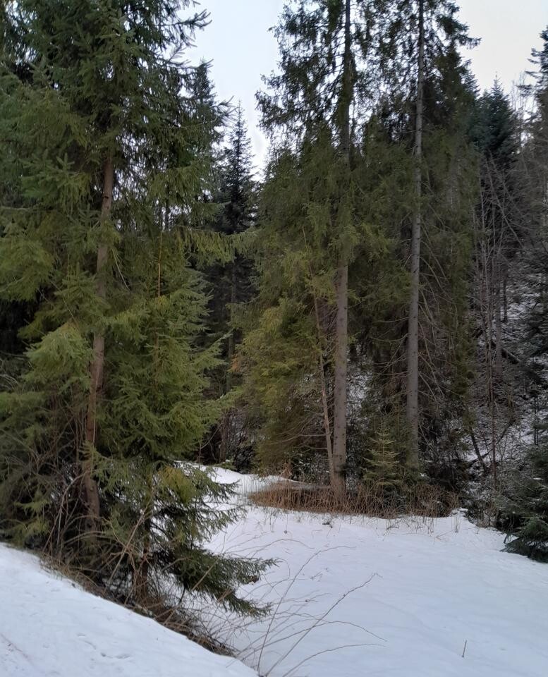 Kulig z MOSiR Żory w Dolinie Białej Wisełki był niezapomnianą zimową przygodą. Malownicze krajobrazy, górskie przysmaki i wyjątkowa atmosfera – sprawdź relację z wyjazdu / fot. MOSiR Żory