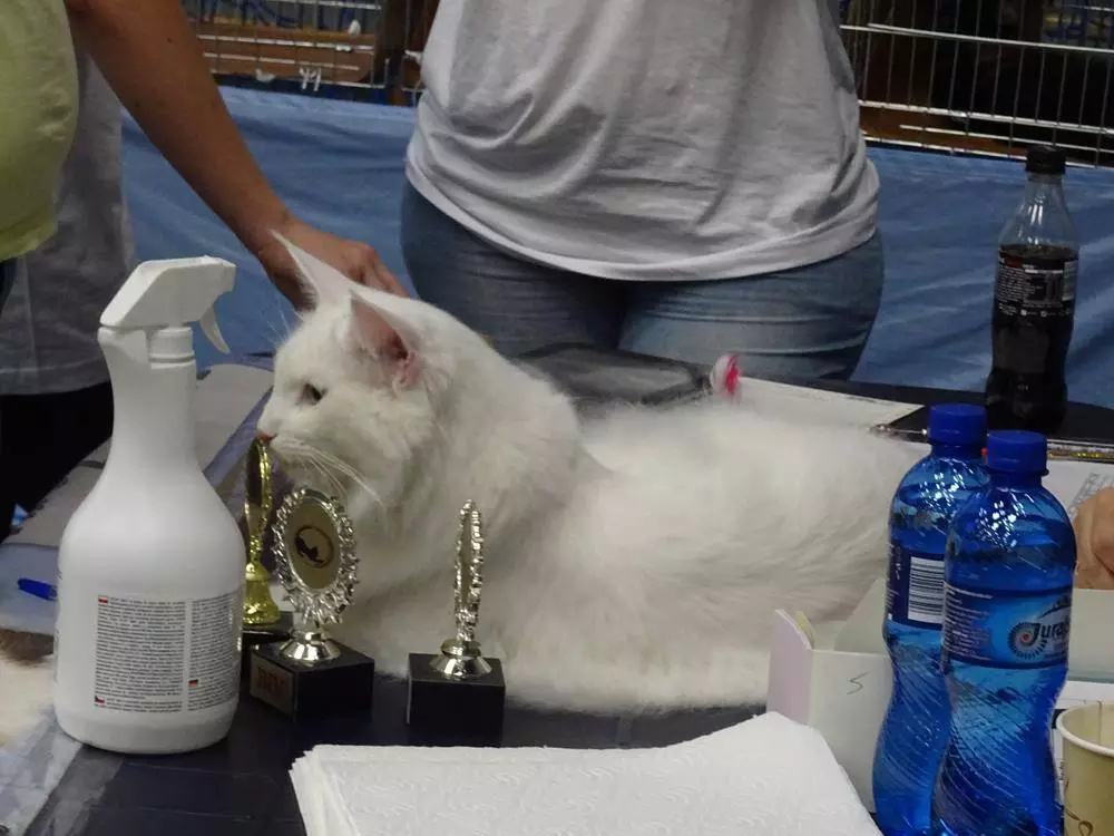 W ten weekend w naszym mieście można było podziwiać kocie piękności na XVII i XVIII Międzynarodowej Wystawie Kotów Rasowych &#8211; Żory 2018 16 i 17 CZERWIEC 2018. Zobaczcie zdjęcia!