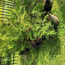 oddam tuje w donicach