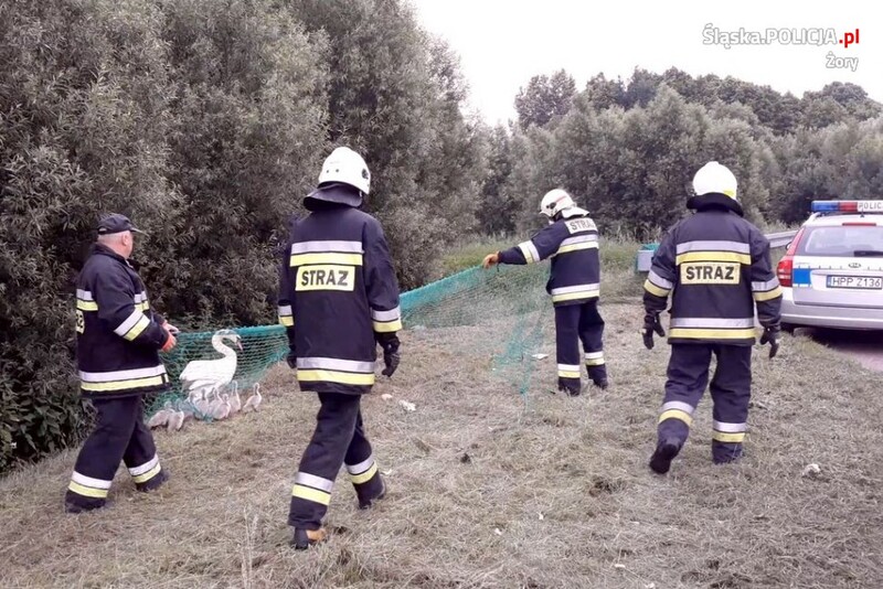 Policjanci i strażacy na ratunek rodzinie łabędzi