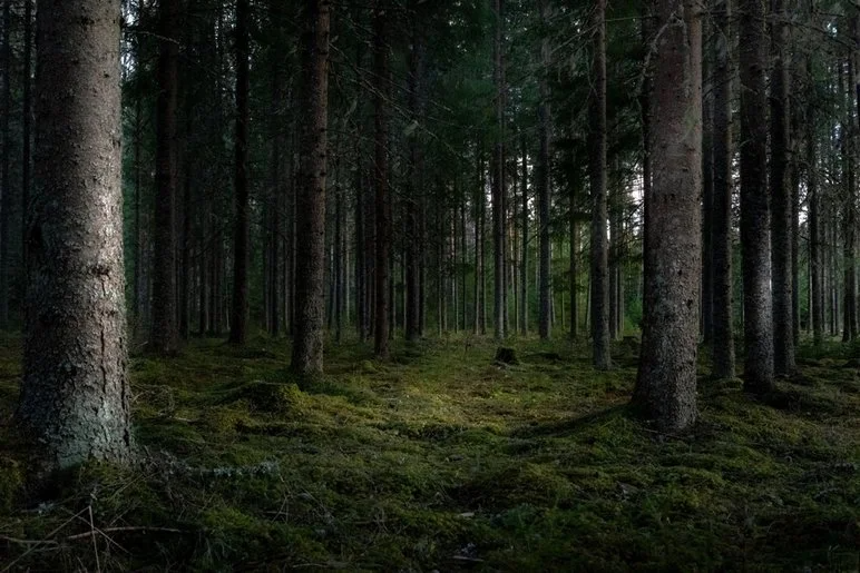 Uwaga! Na terenie Koła Łowieckiego HUBERTUS odbędzie się polowanie zbiorowe