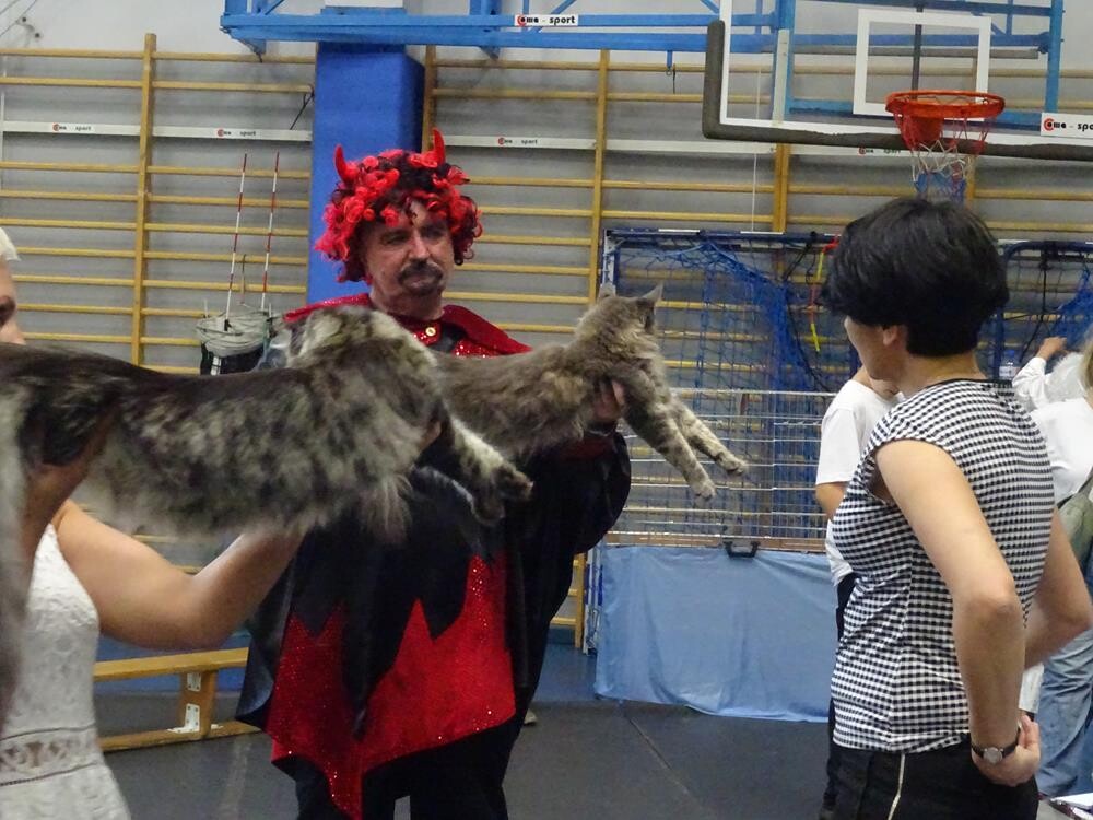 W ten weekend w naszym mieście można było podziwiać kocie piękności na XVII i XVIII Międzynarodowej Wystawie Kotów Rasowych &#8211; Żory 2018 16 i 17 CZERWIEC 2018. Zobaczcie zdjęcia!