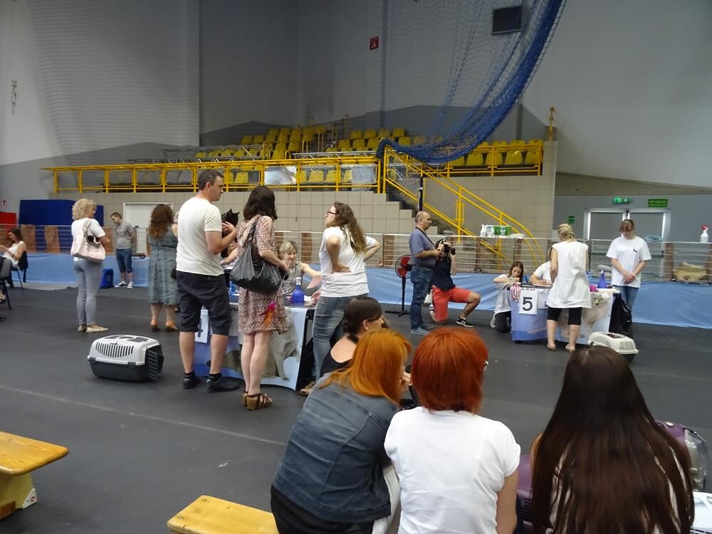 W ten weekend w naszym mieście można było podziwiać kocie piękności na XVII i XVIII Międzynarodowej Wystawie Kotów Rasowych &#8211; Żory 2018 16 i 17 CZERWIEC 2018. Zobaczcie zdjęcia!